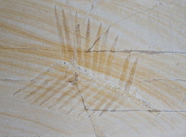 Zamites feneonis BRONGNIART - Bild &copy; FossNet FossilienStore